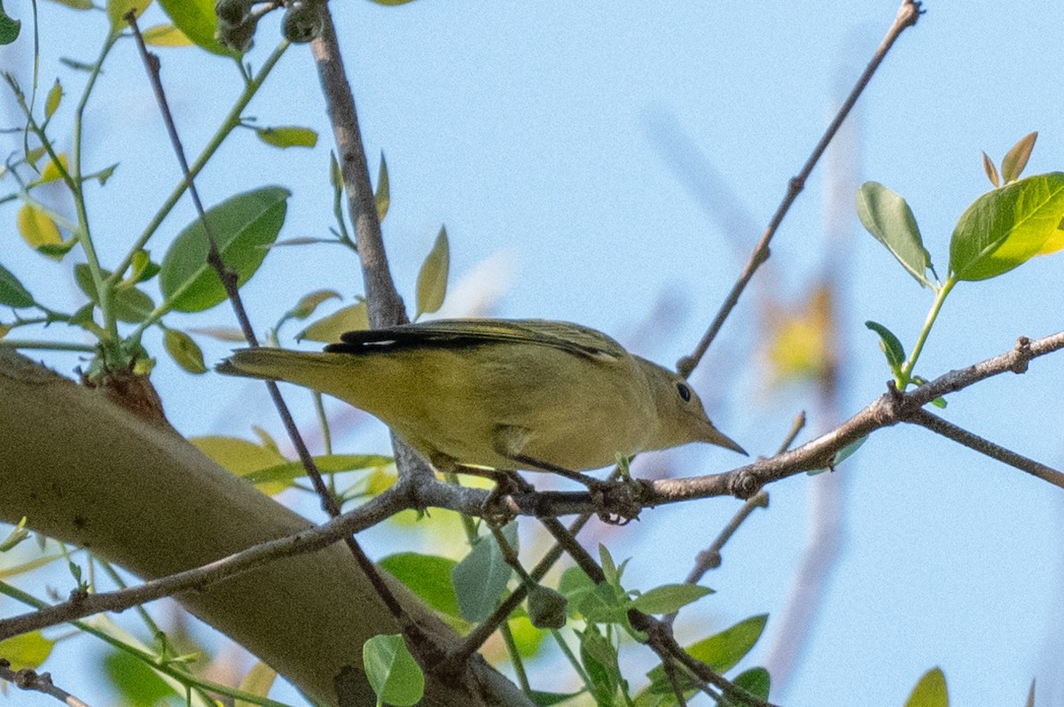 new world warbler sp. - David Ornellas