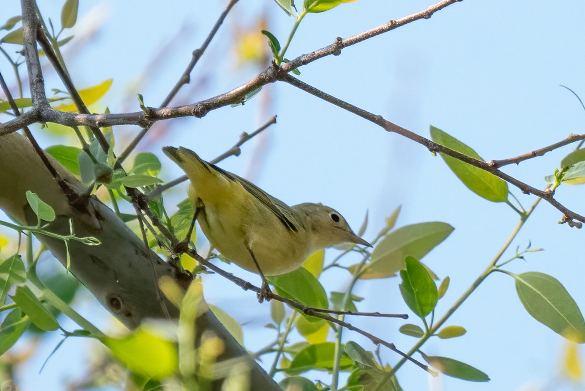 new world warbler sp. - ML623574227