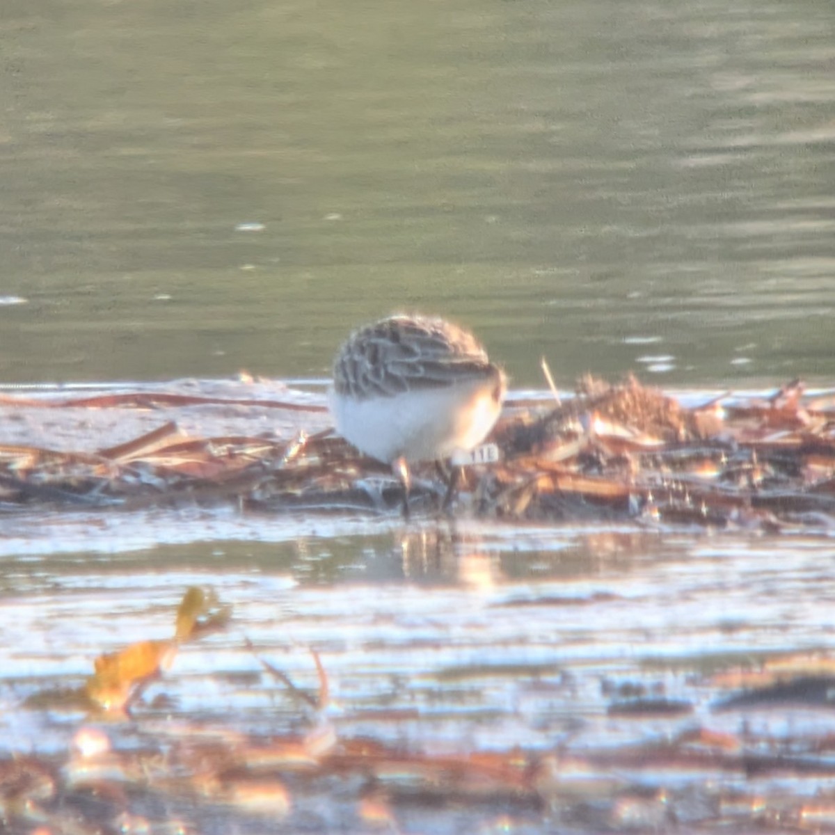 Semipalmated Sandpiper - ML623574229