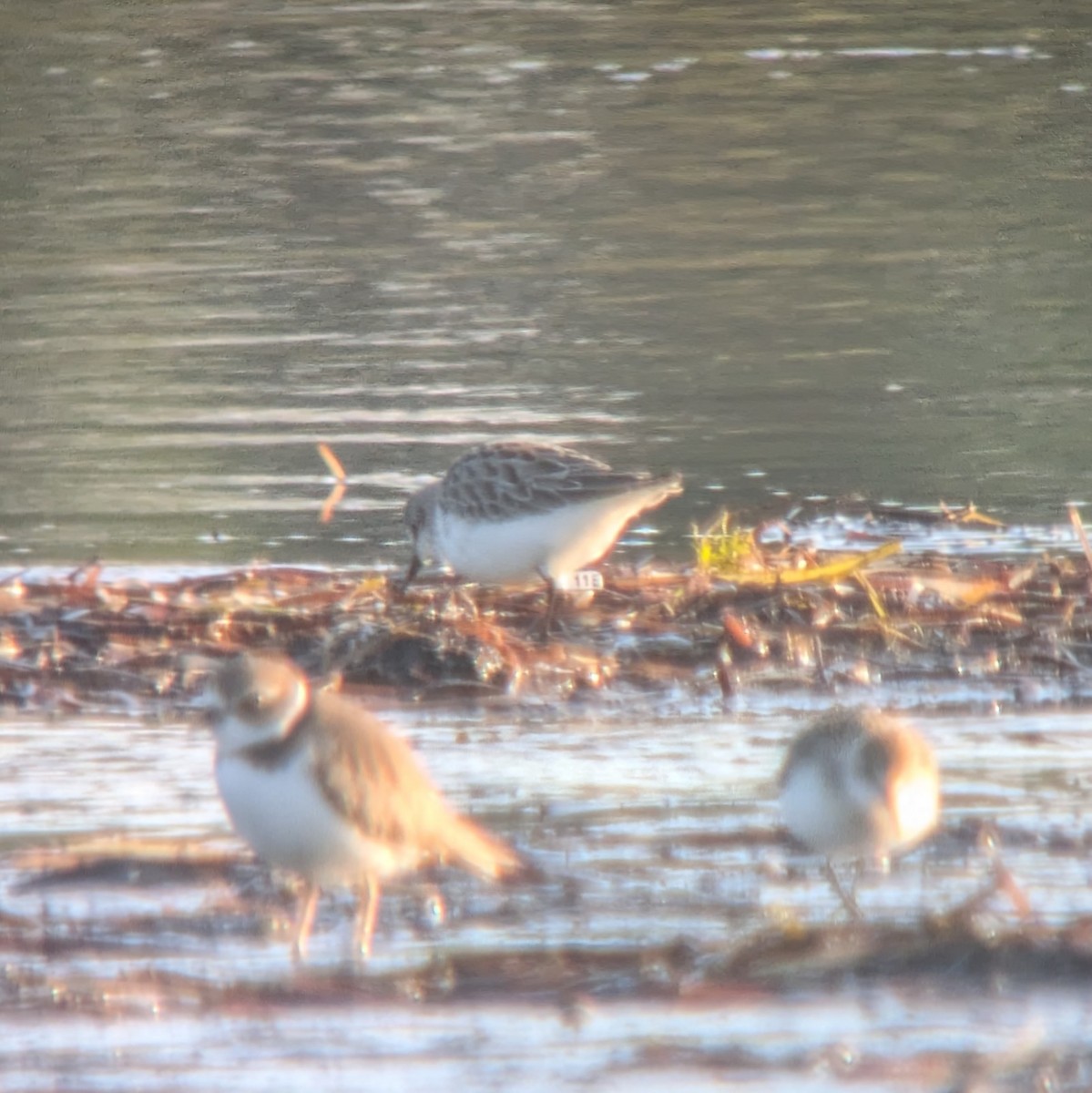 Semipalmated Sandpiper - ML623574230