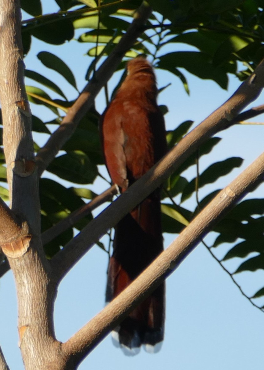 Squirrel Cuckoo - ML623574240