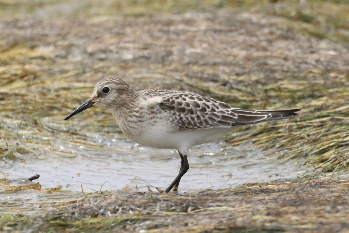 Baird's Sandpiper - ML623574268