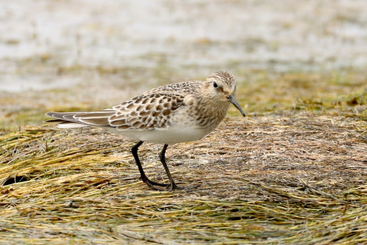 Baird's Sandpiper - ML623574275