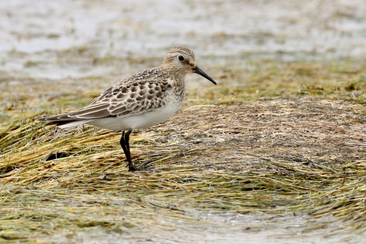 Baird's Sandpiper - ML623574288