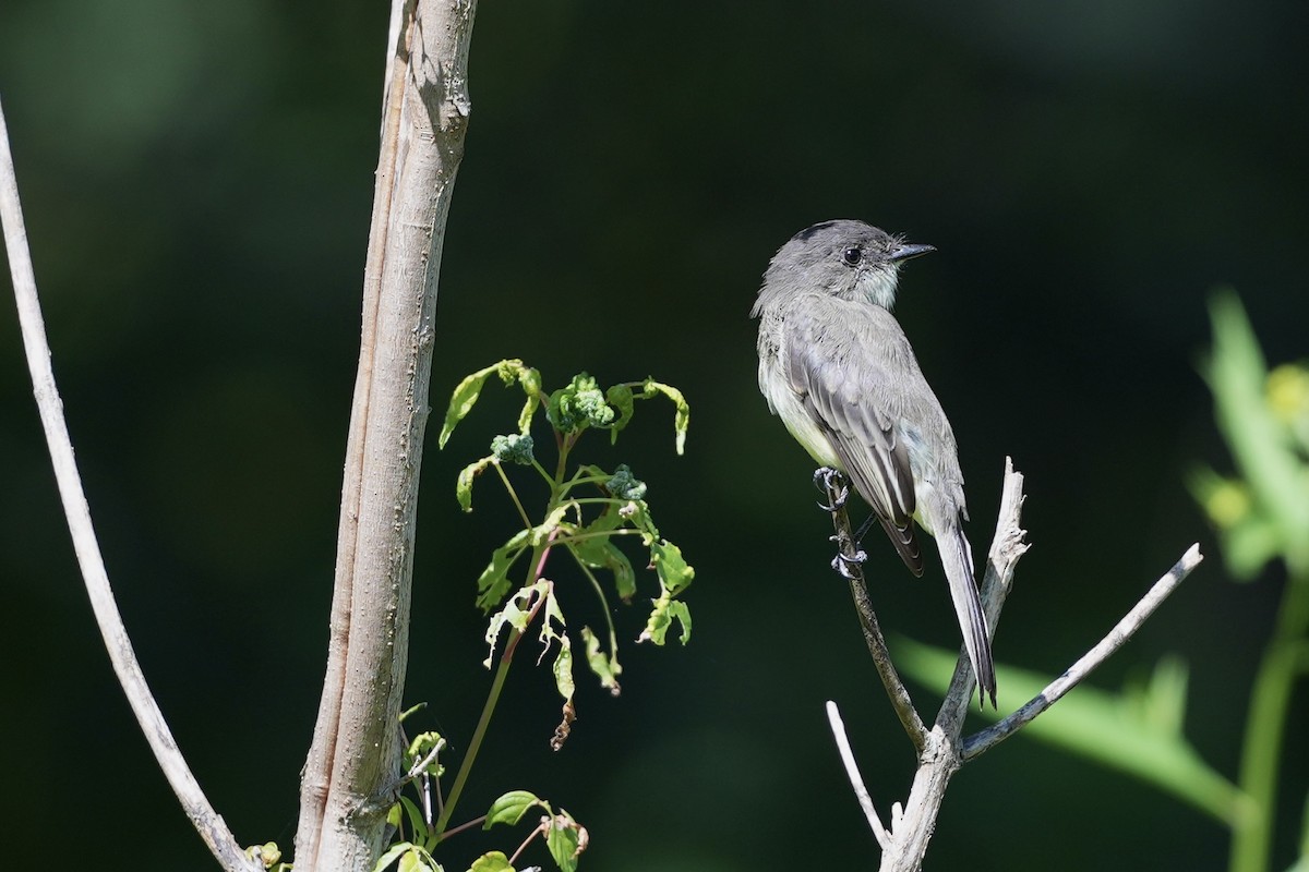 Eastern Phoebe - ML623574373