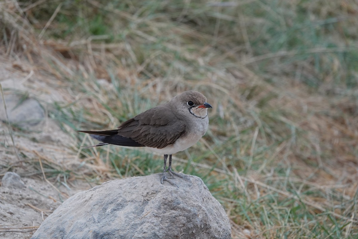 Collared Pratincole - ML623574391