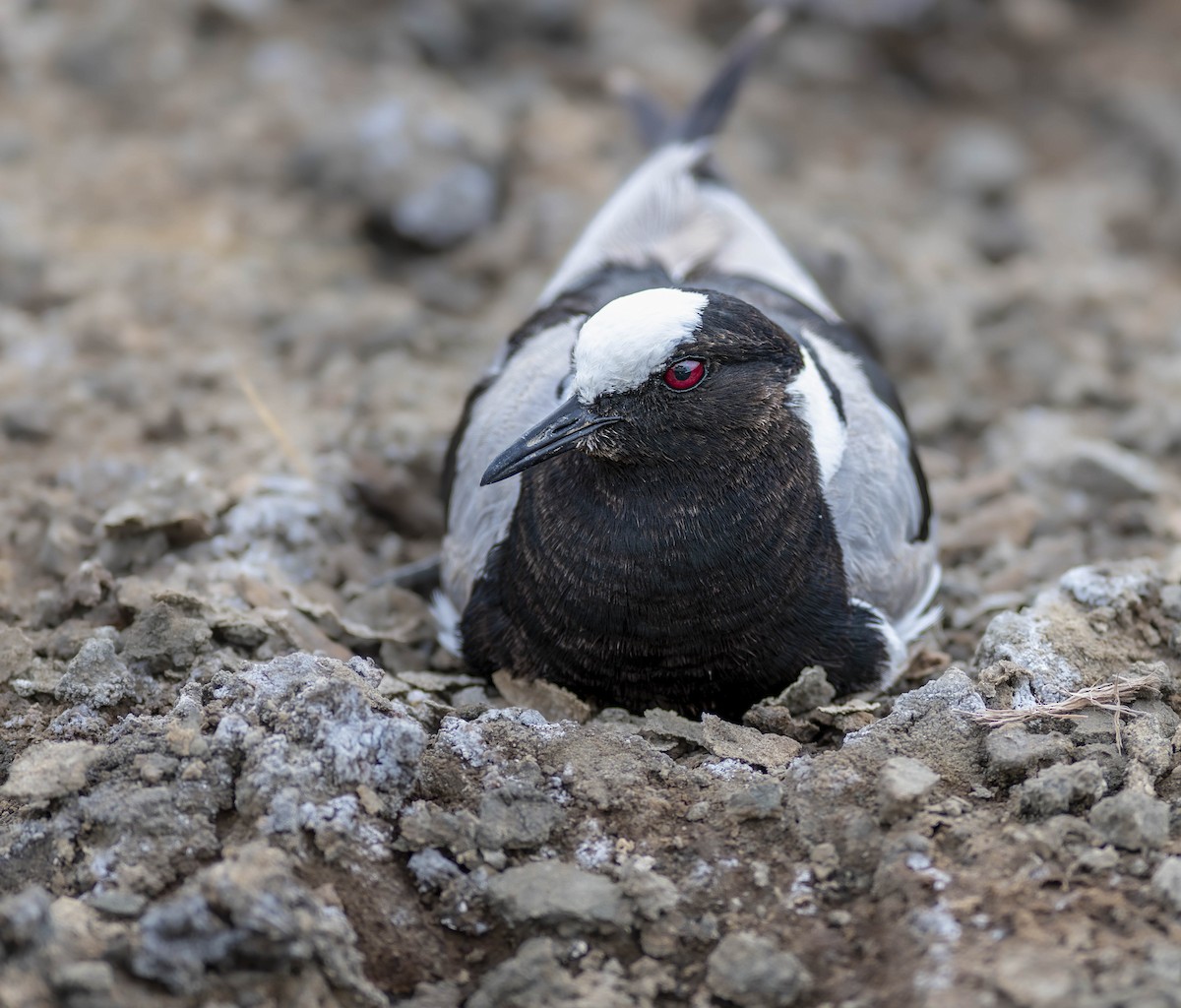 Blacksmith Lapwing - William Richards