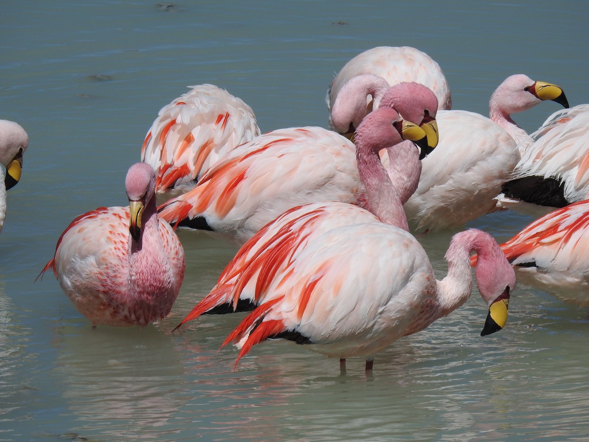 James's Flamingo - ML623574469