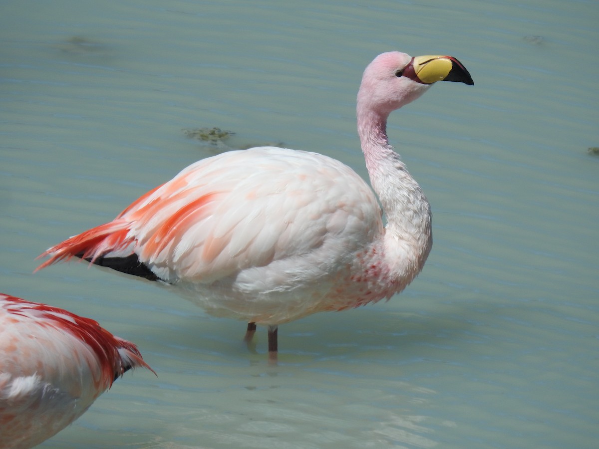 James's Flamingo - ML623574473