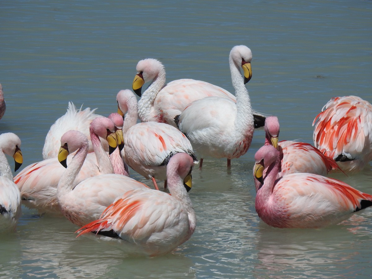 James's Flamingo - ML623574476