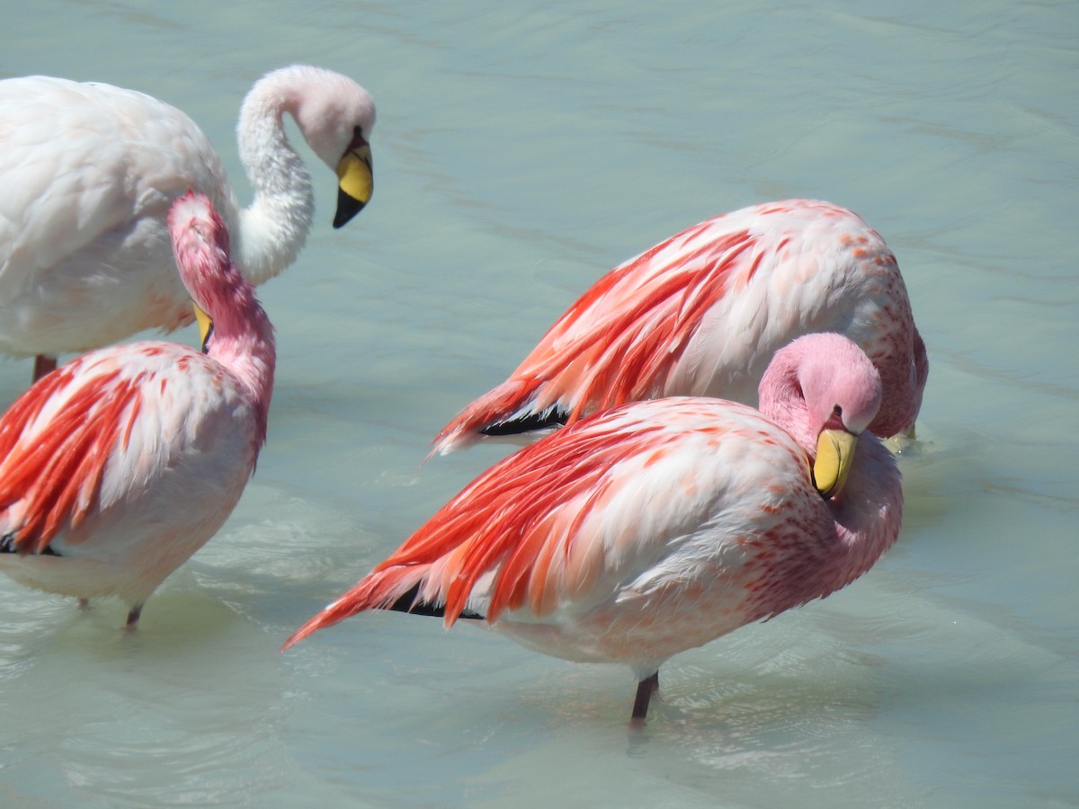 James's Flamingo - ML623574478