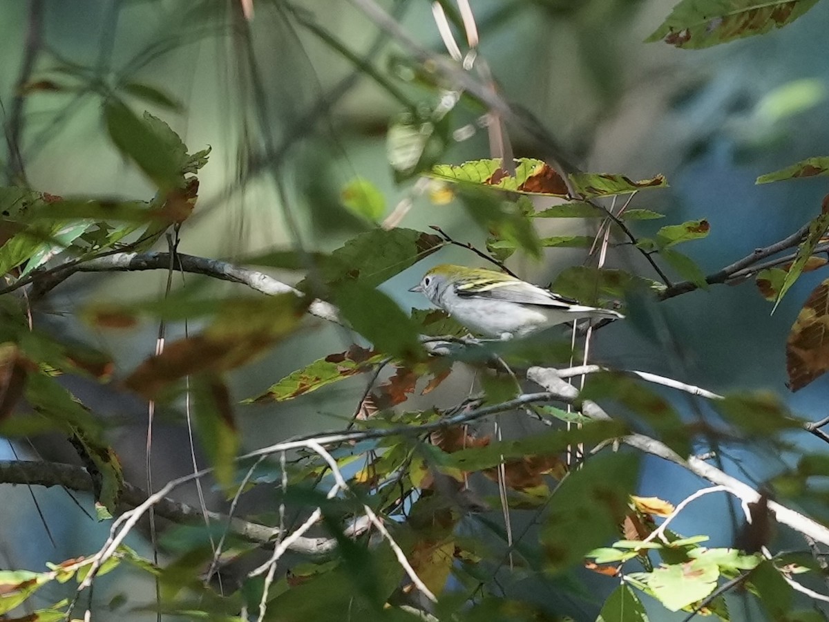 Chestnut-sided Warbler - ML623574526