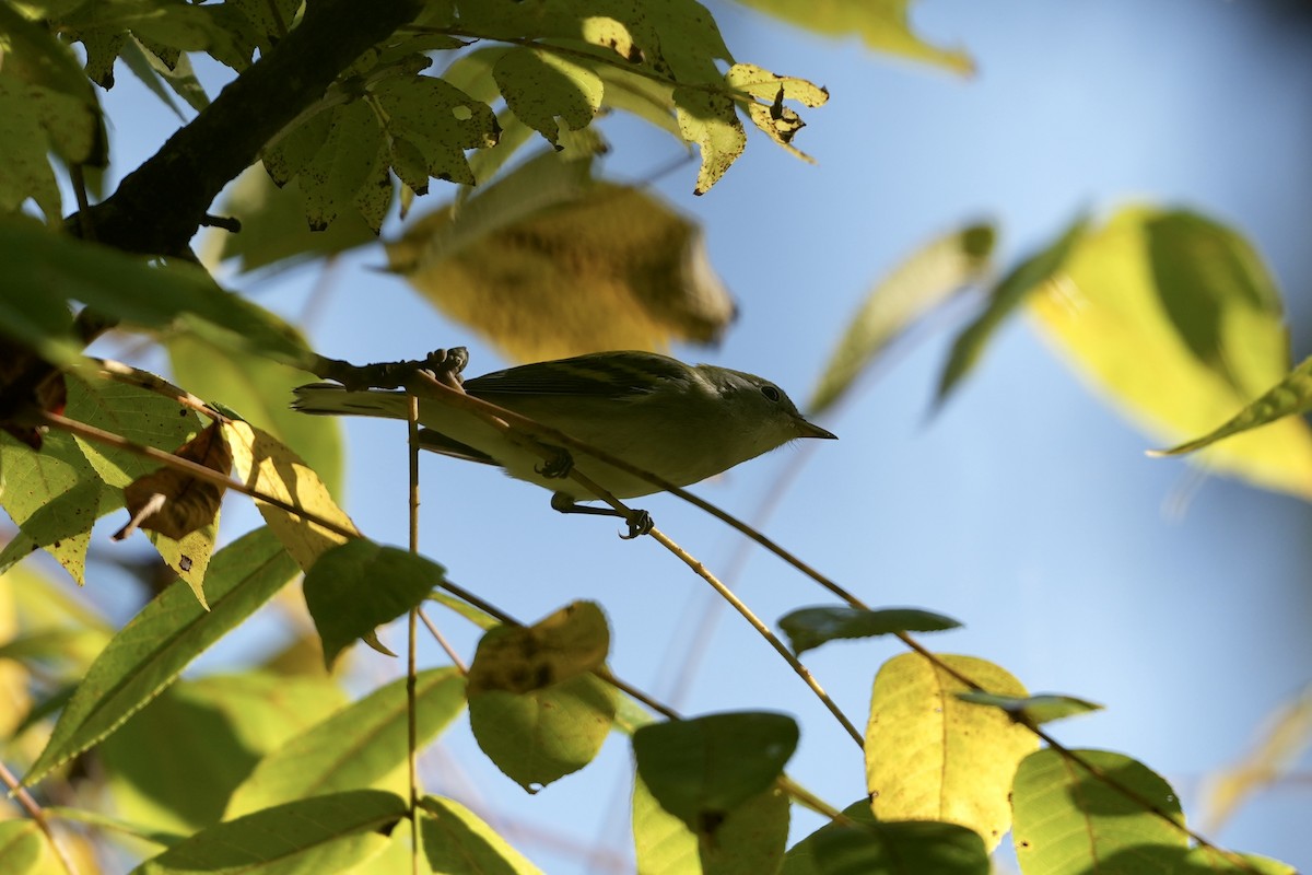 Chestnut-sided Warbler - ML623574529