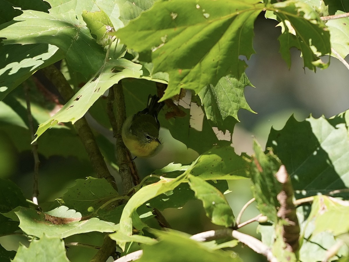 Chestnut-sided Warbler - ML623574530
