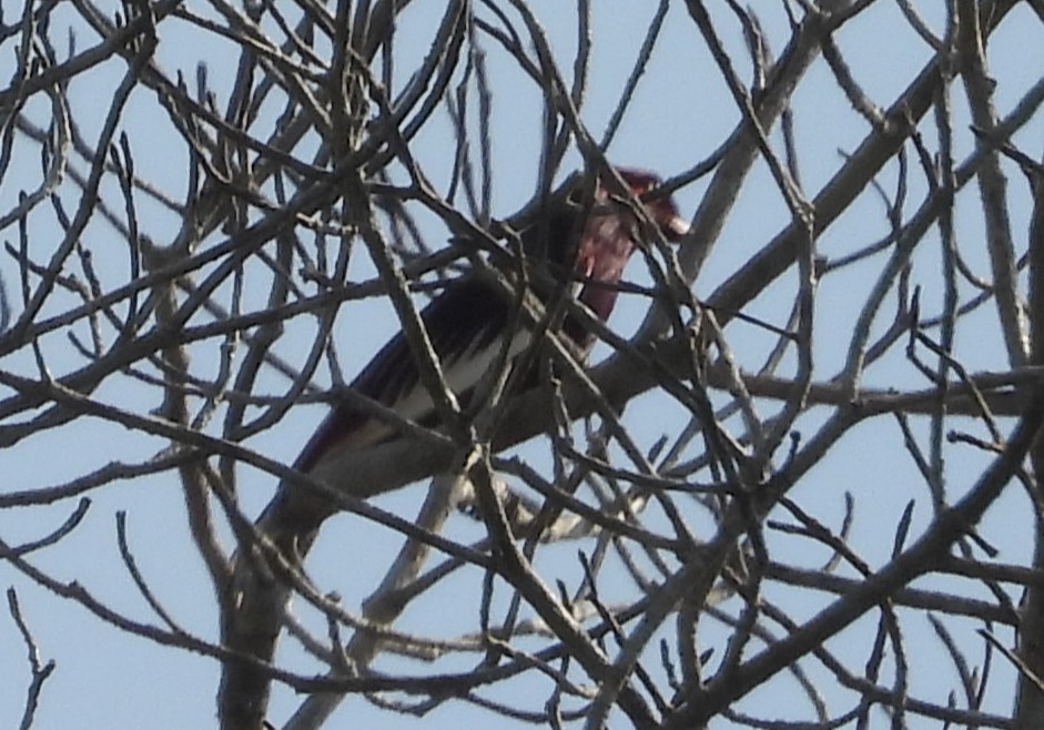 Pompadour Cotinga - ML623574545