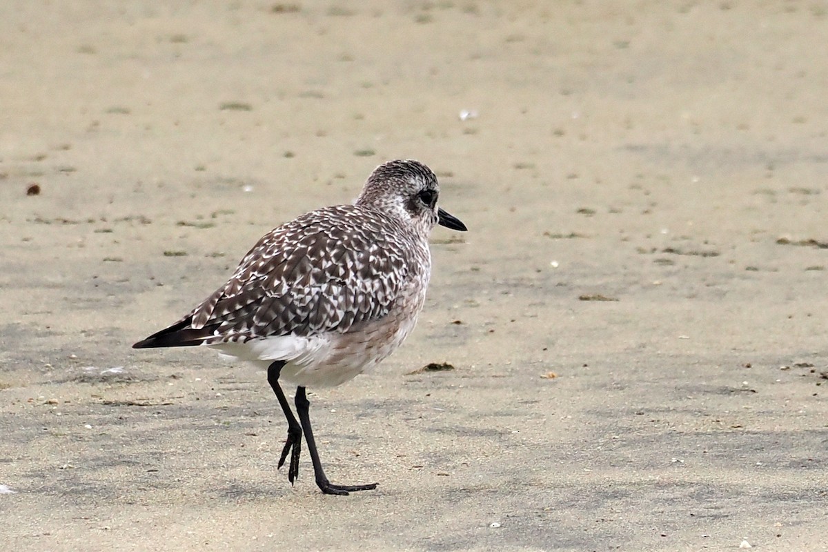 Black-bellied Plover - Donna Pomeroy