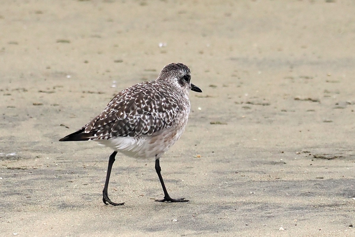 Black-bellied Plover - ML623574626