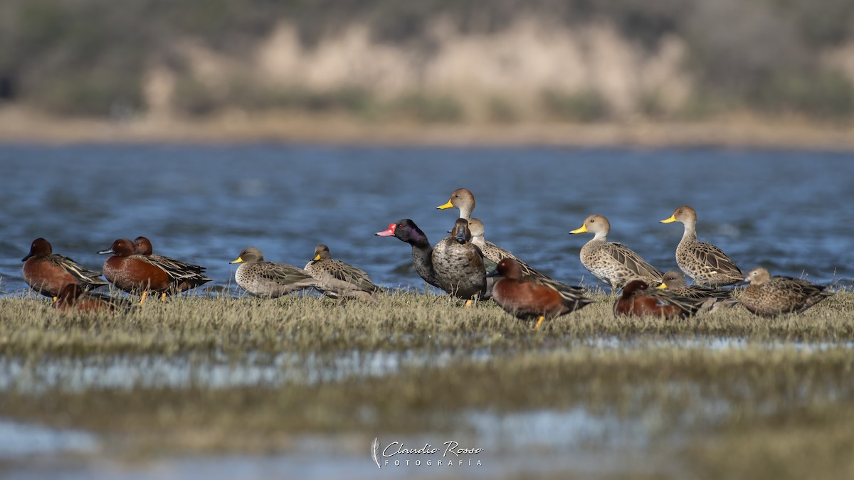 Cinnamon Teal - ML623574628