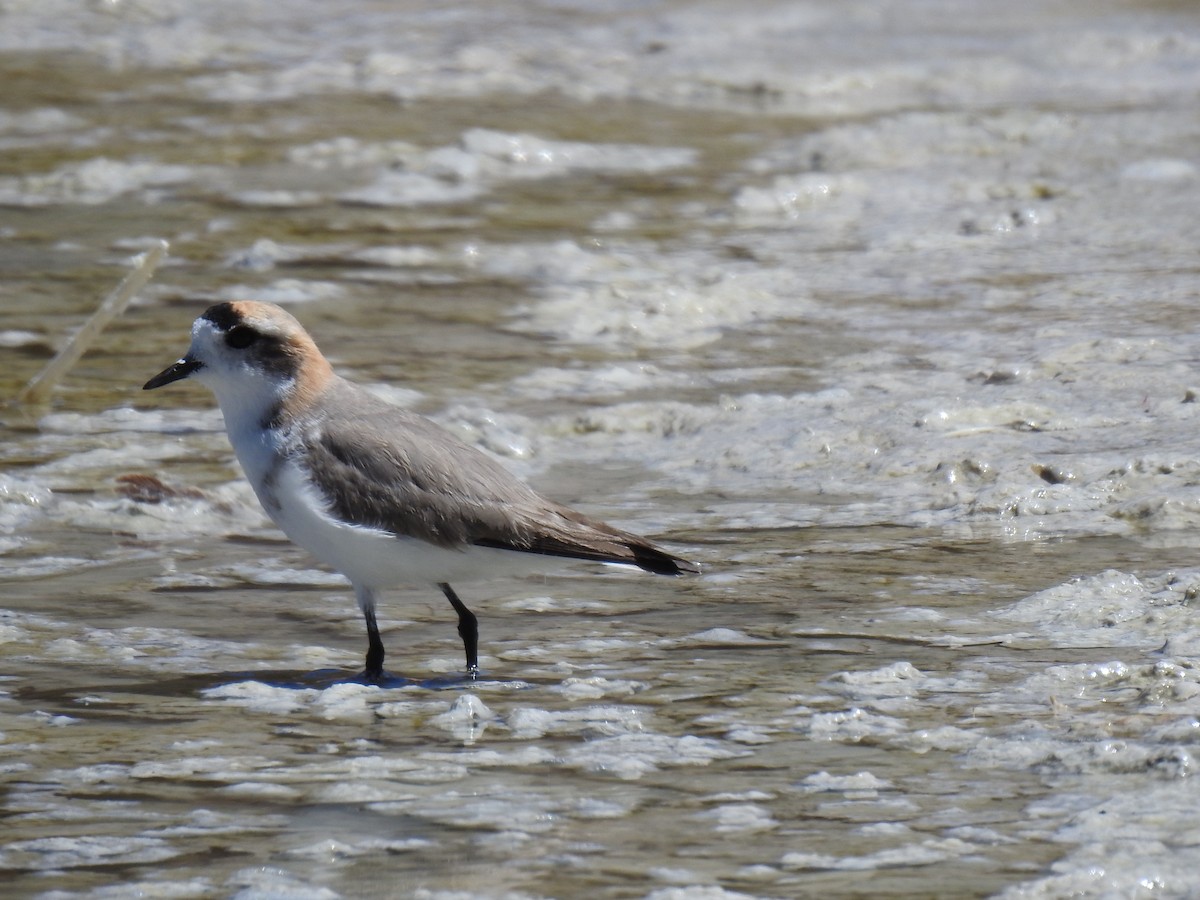 Puna Plover - ML623574643