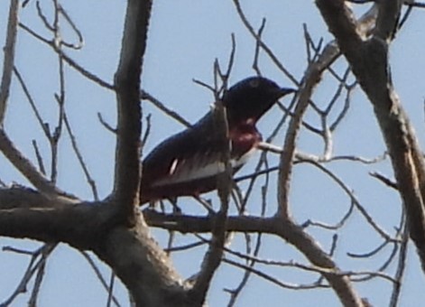 Pompadour Cotinga - ML623574646