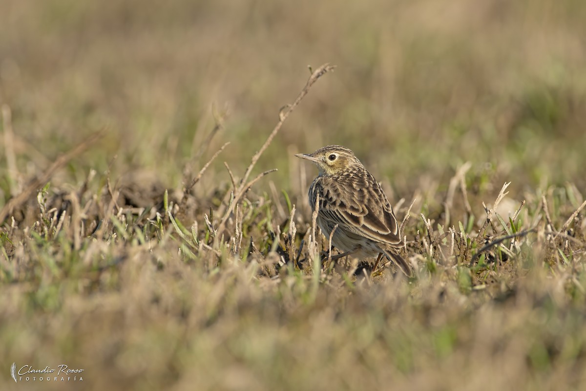 Yellowish Pipit - ML623574687