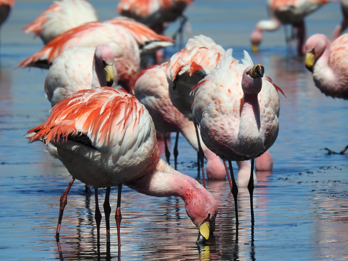 James's Flamingo - ML623574706