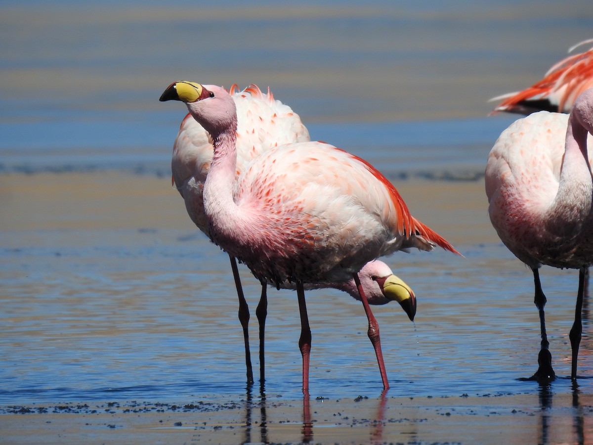 James's Flamingo - ML623574707