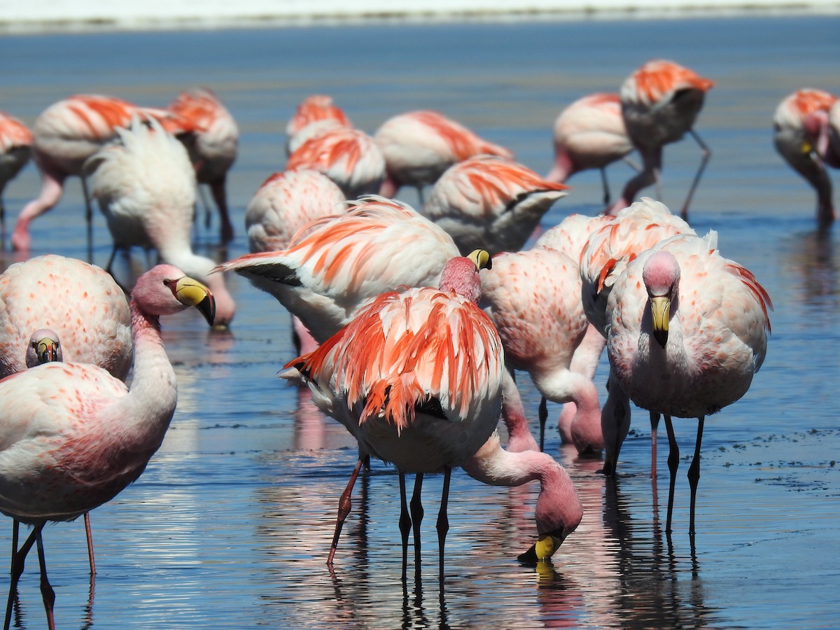 James's Flamingo - ML623574709