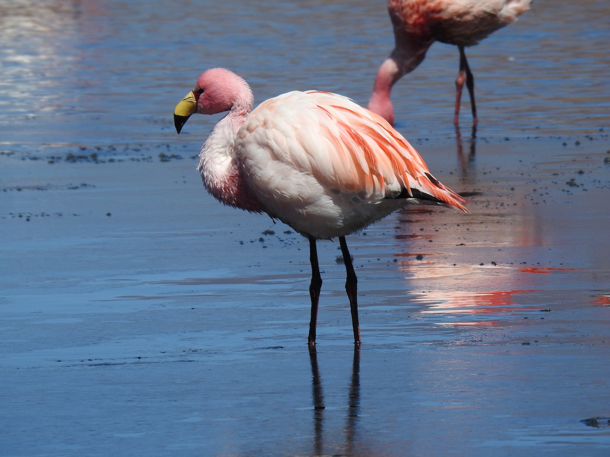 James's Flamingo - ML623574710