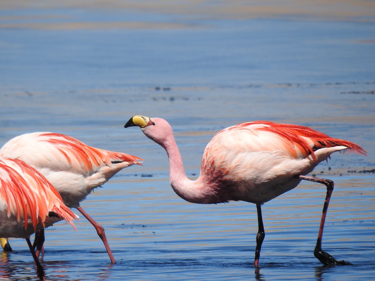 James's Flamingo - ML623574711