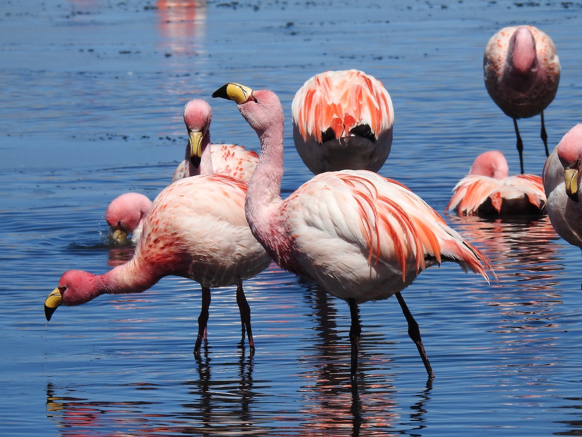 James's Flamingo - ML623574713