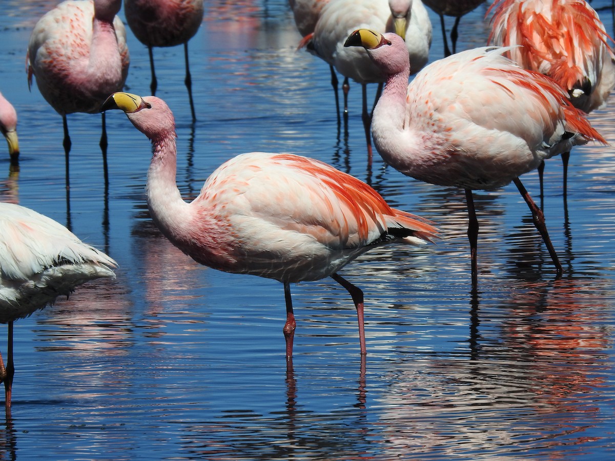 James's Flamingo - ML623574716