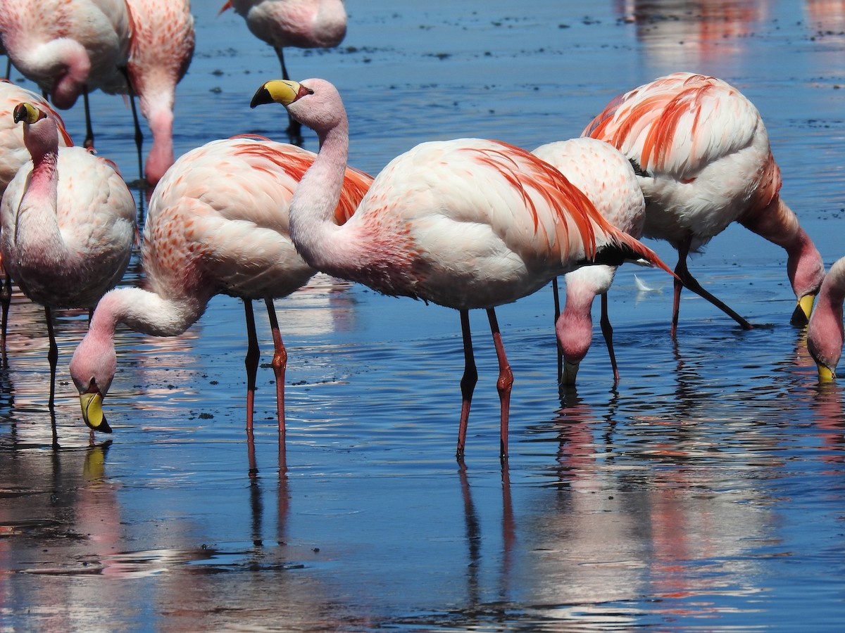 James's Flamingo - ML623574718