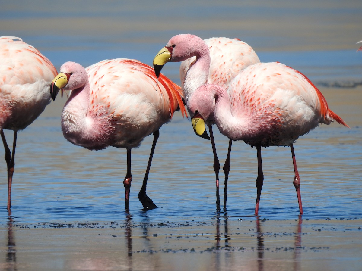 James's Flamingo - ML623574726