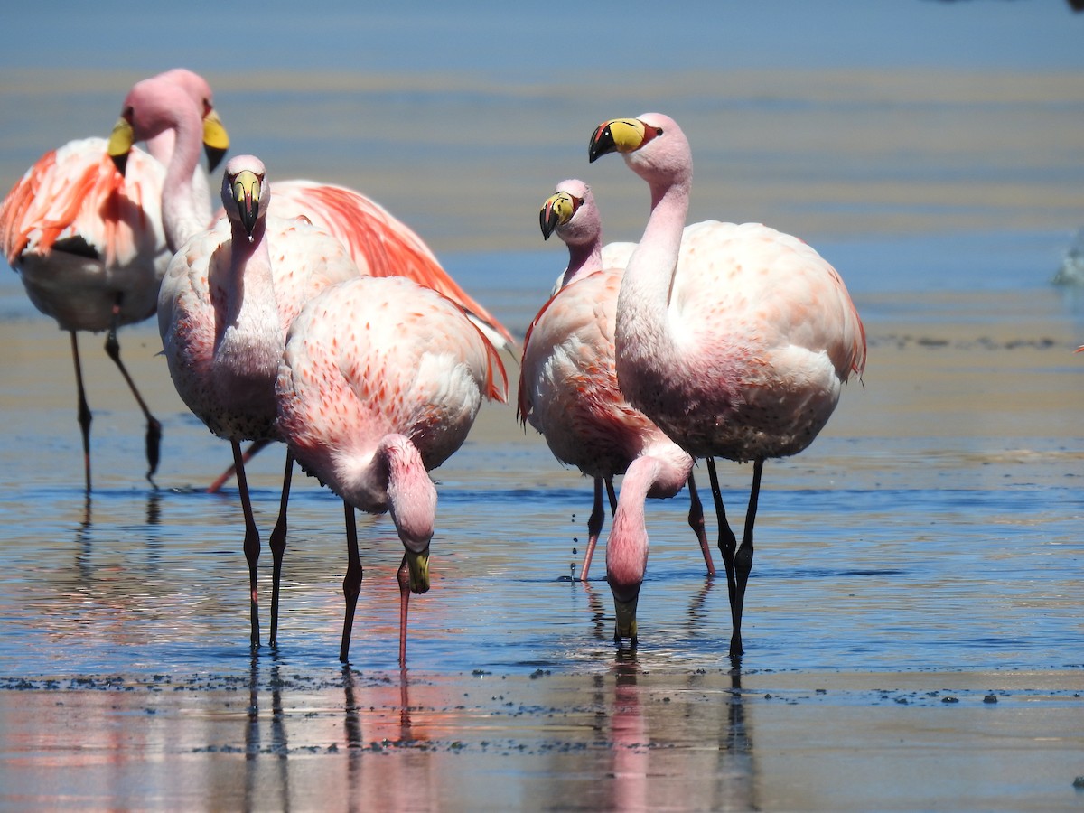 James's Flamingo - ML623574736