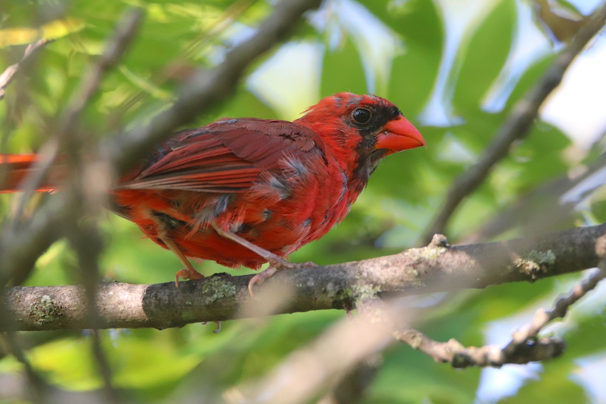 Cardinal rouge - ML623574747