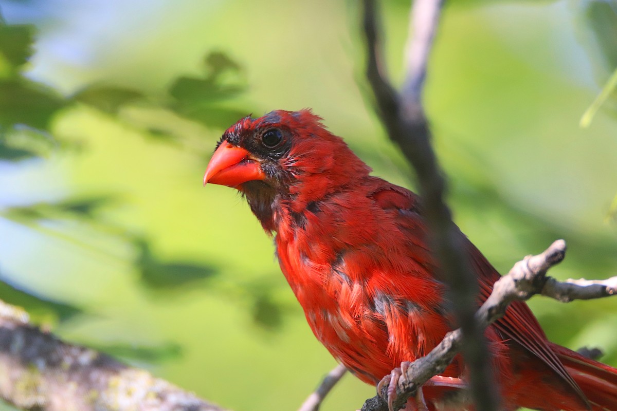 Cardinal rouge - ML623574748