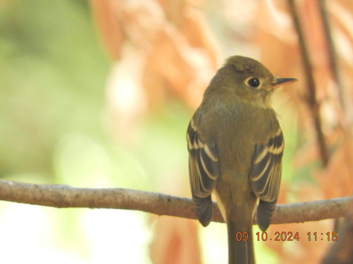 Western Flycatcher (Pacific-slope) - ML623574763