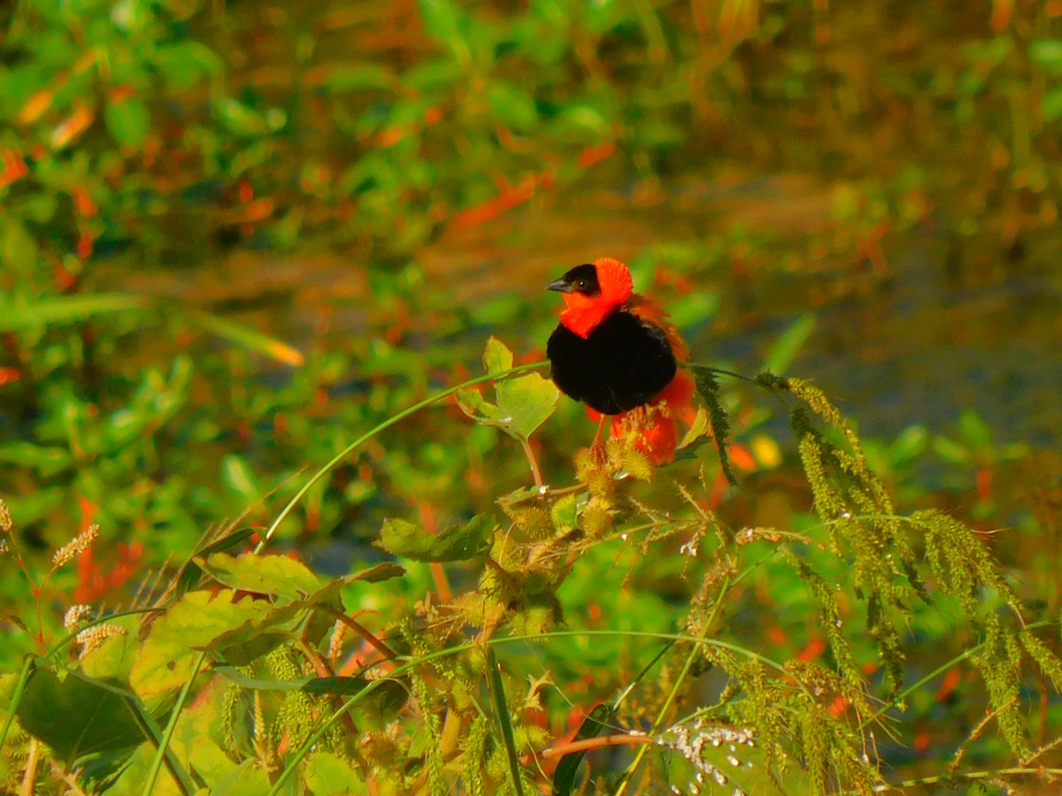 Northern Red Bishop - Kevin Bergersen