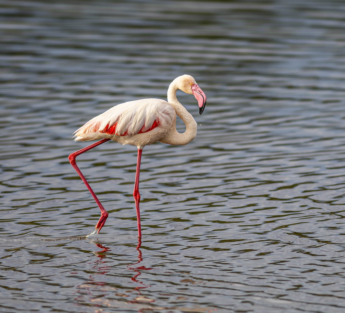 Flamant rose - ML623574784