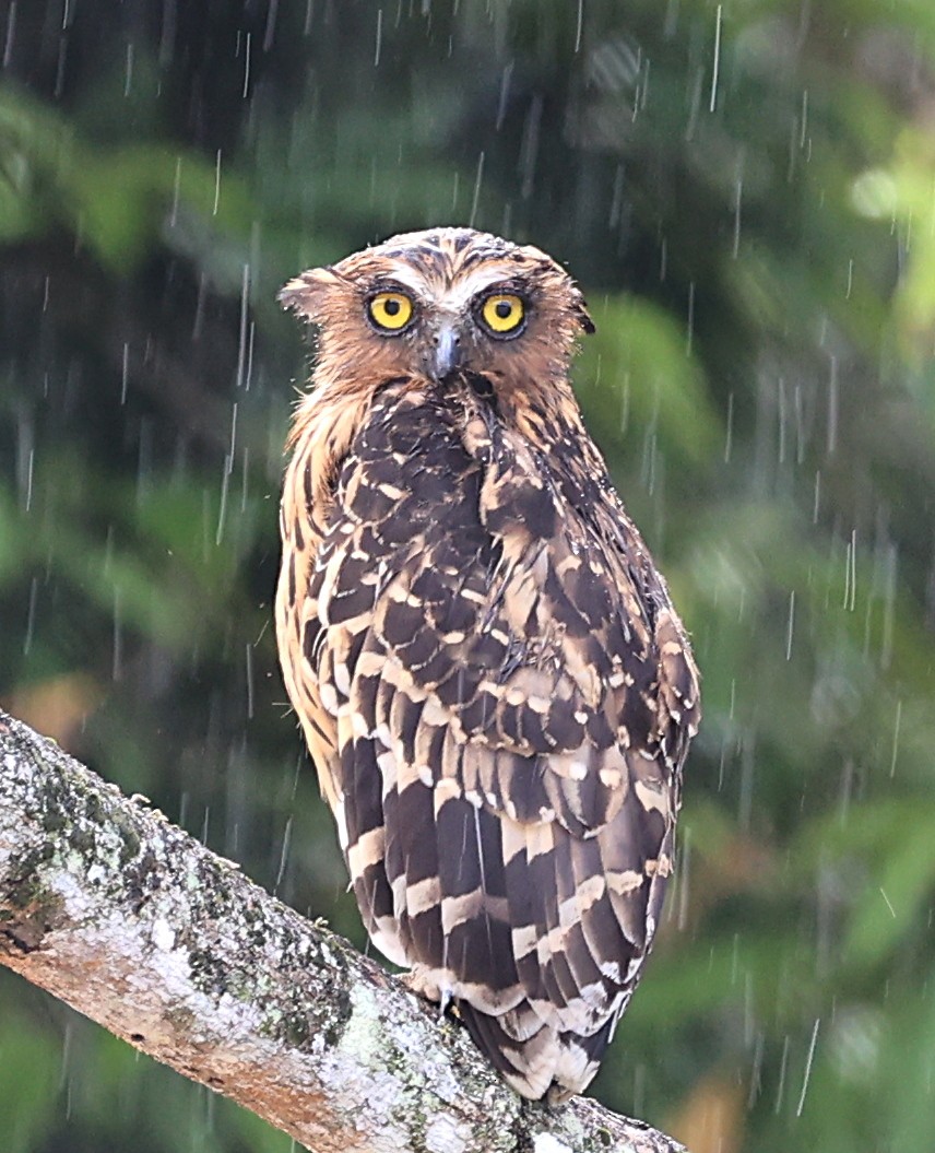 Buffy Fish-Owl - ML623574843