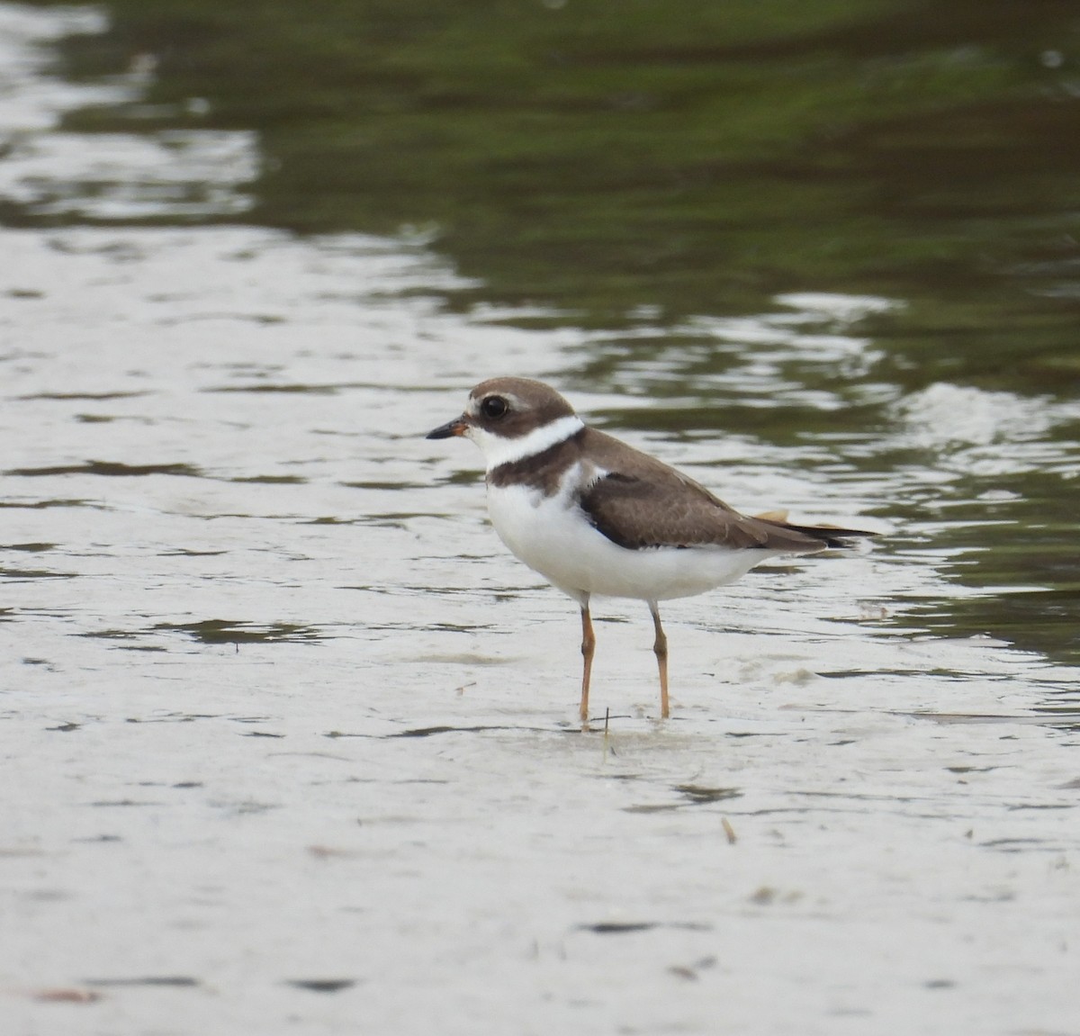 Semipalmated Plover - ML623574865