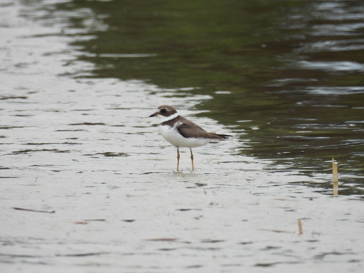 Semipalmated Plover - ML623574866