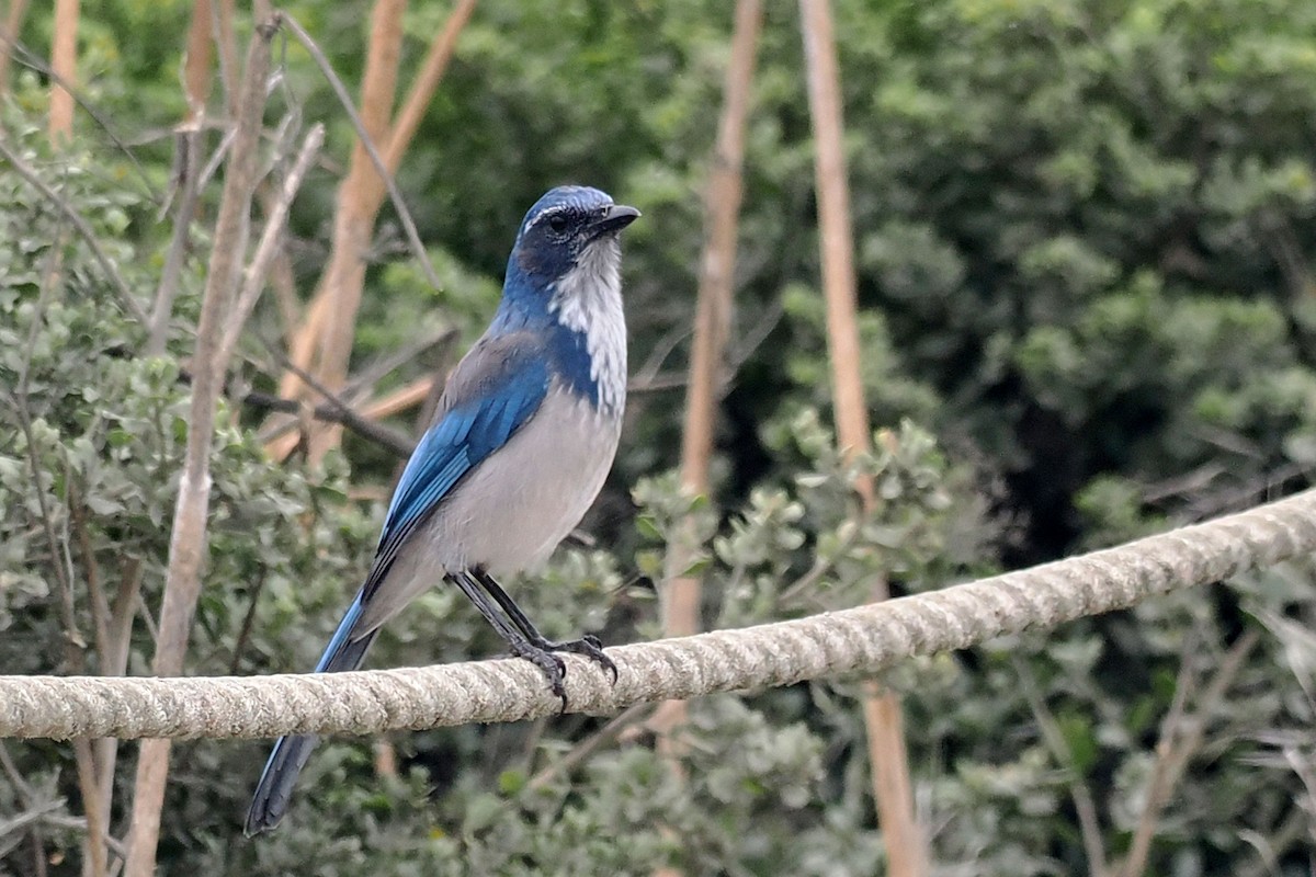 California Scrub-Jay - ML623574890