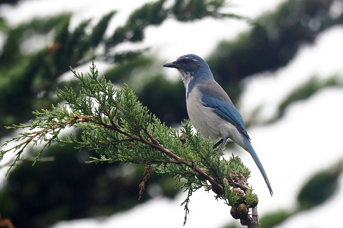 California Scrub-Jay - ML623574891