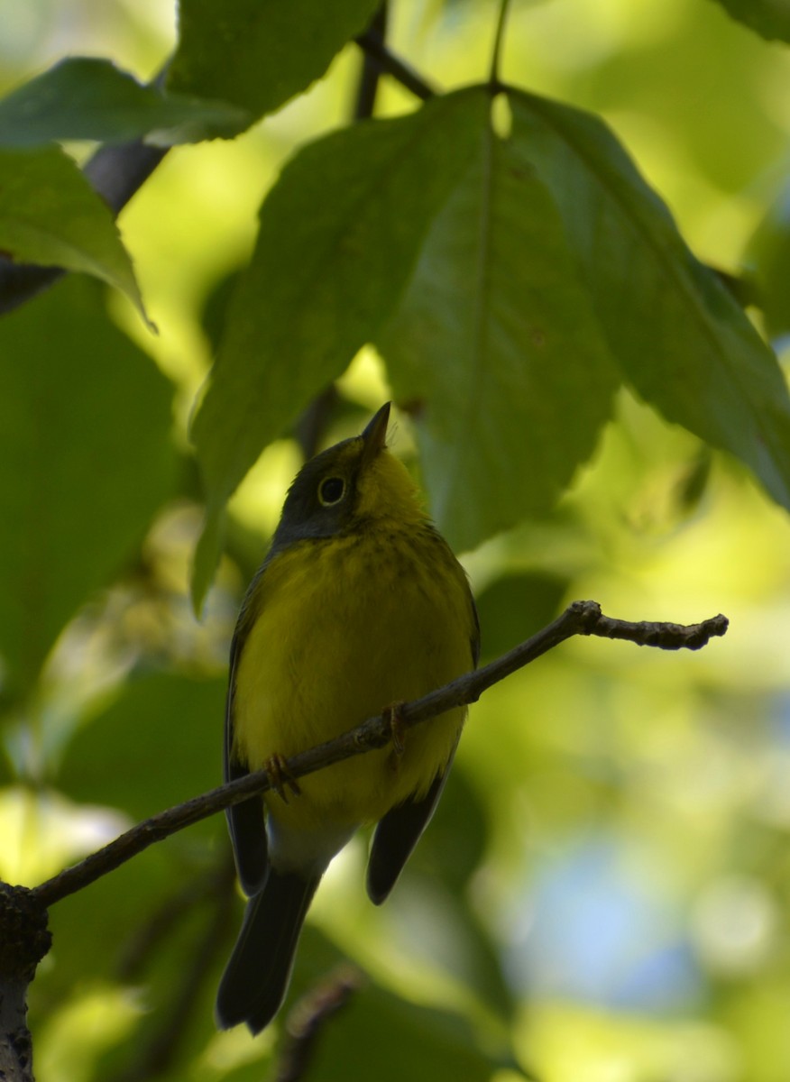 Canada Warbler - ML623574926