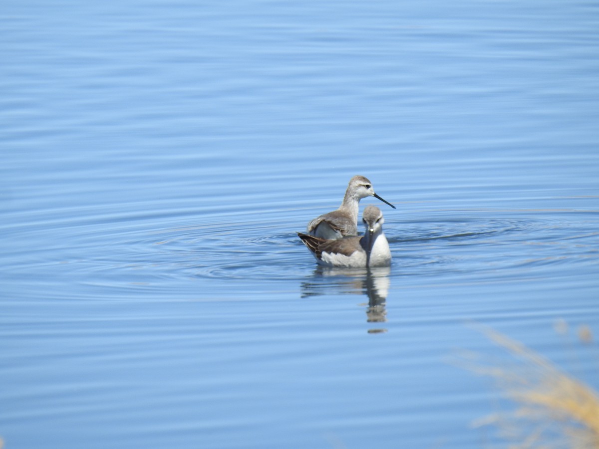 Wilson's Phalarope - ML623574952