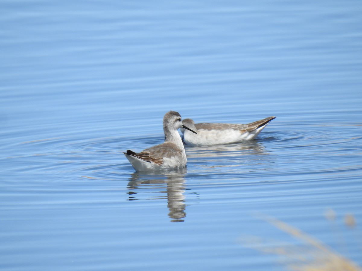 Wilson's Phalarope - ML623574953