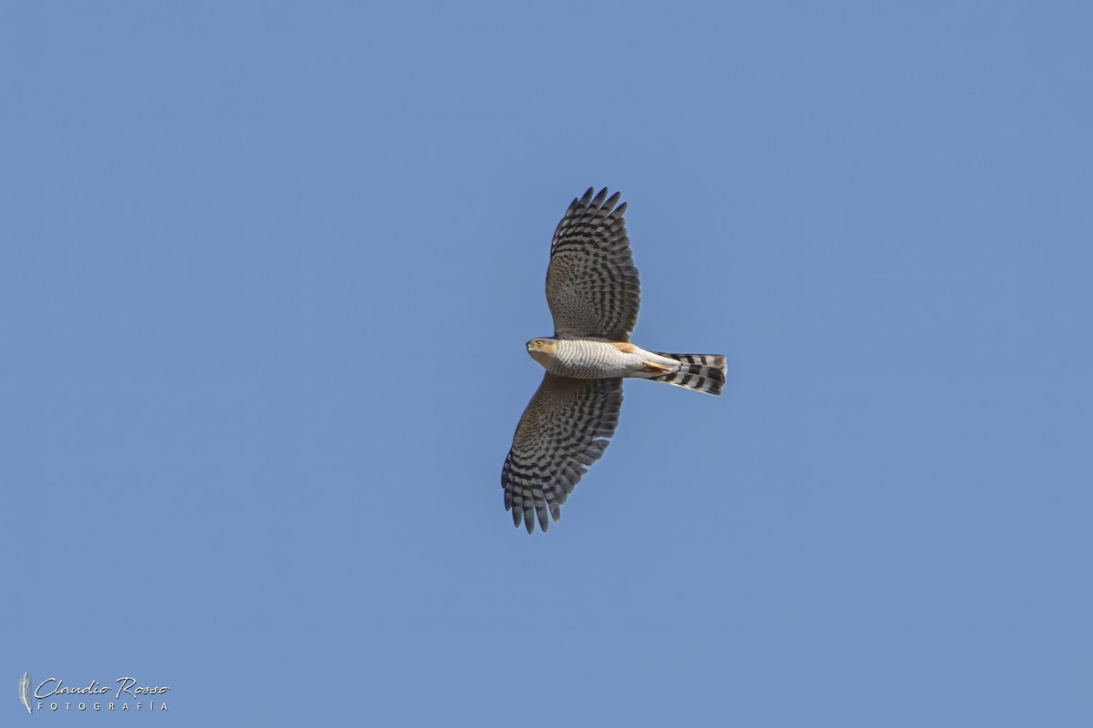 Sharp-shinned Hawk - ML623575001