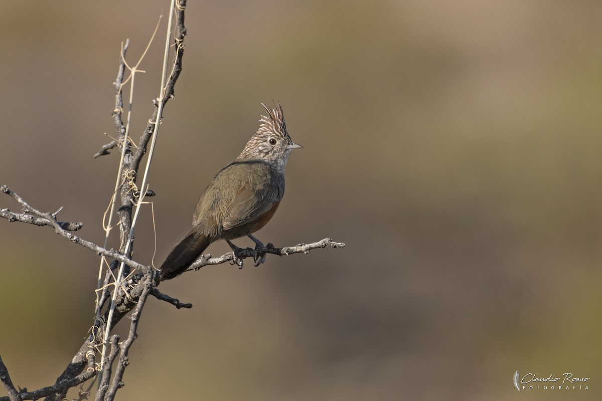 Schopftapaculo - ML623575008